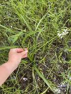 Image of grassy arrowhead