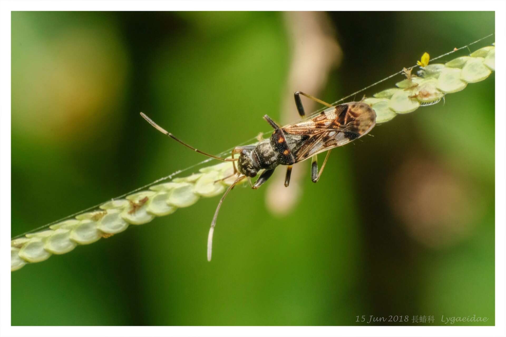 Image de Gyndes pallicornis (Dallas & W. S. 1852)