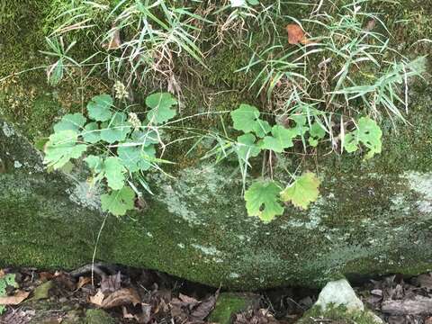 Image of Arkansas alumroot