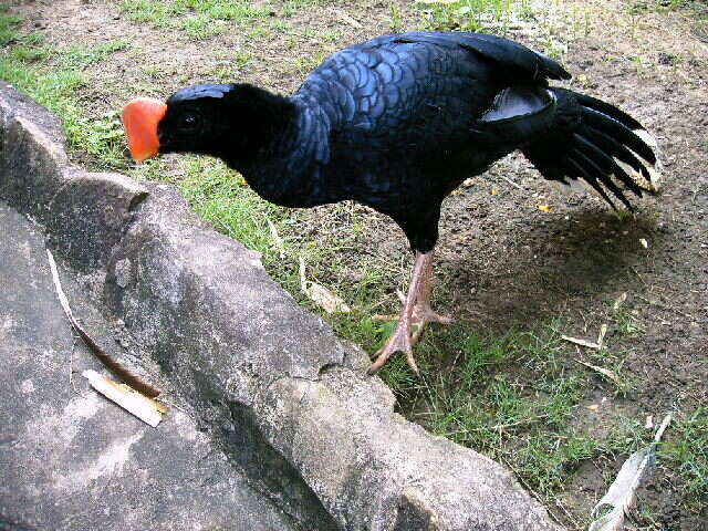 Image of Razor-billed Curassow