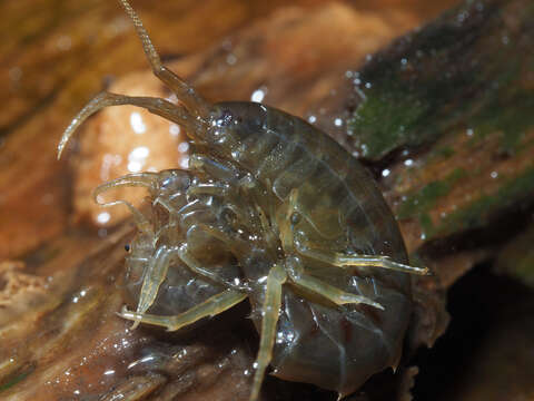 Image of Gammarus roeselii Gervais 1835