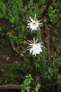 Imagem de Echinopsis quadratiumbonata (F. Ritter) D. R. Hunt