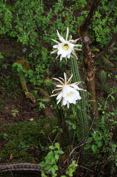 Echinopsis quadratiumbonata (F. Ritter) D. R. Hunt resmi