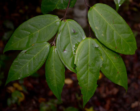 صورة Rhodamnia sessiliflora Benth.