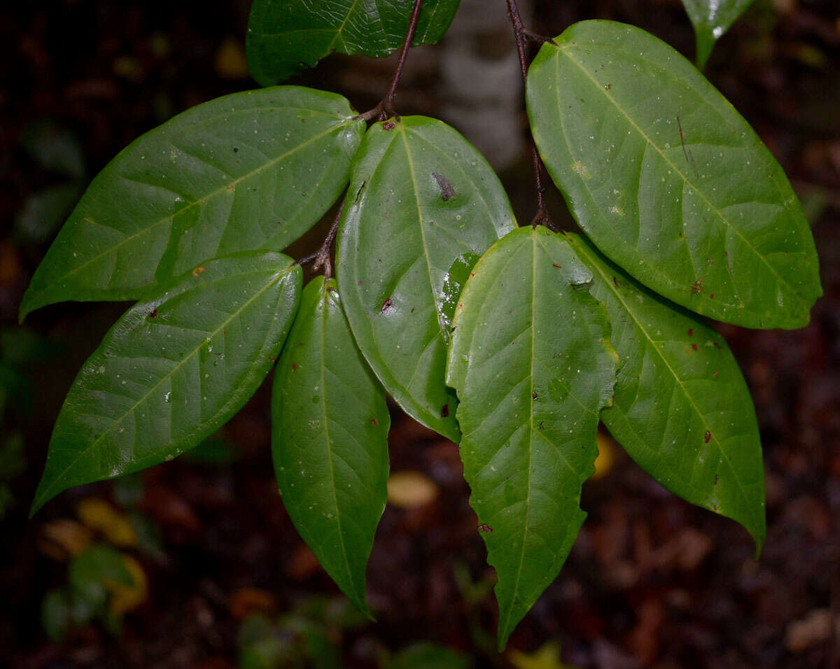 Rhodamnia sessiliflora Benth. resmi