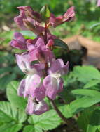 Слика од Corydalis cava (L.) Schweigger & Koerte