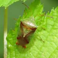 Image of Red-Cross Shield Bug