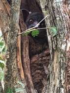 Image of Hubbard's Sportive Lemur