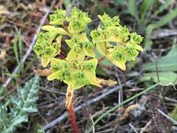 Euphorbia pterococca Brot. resmi