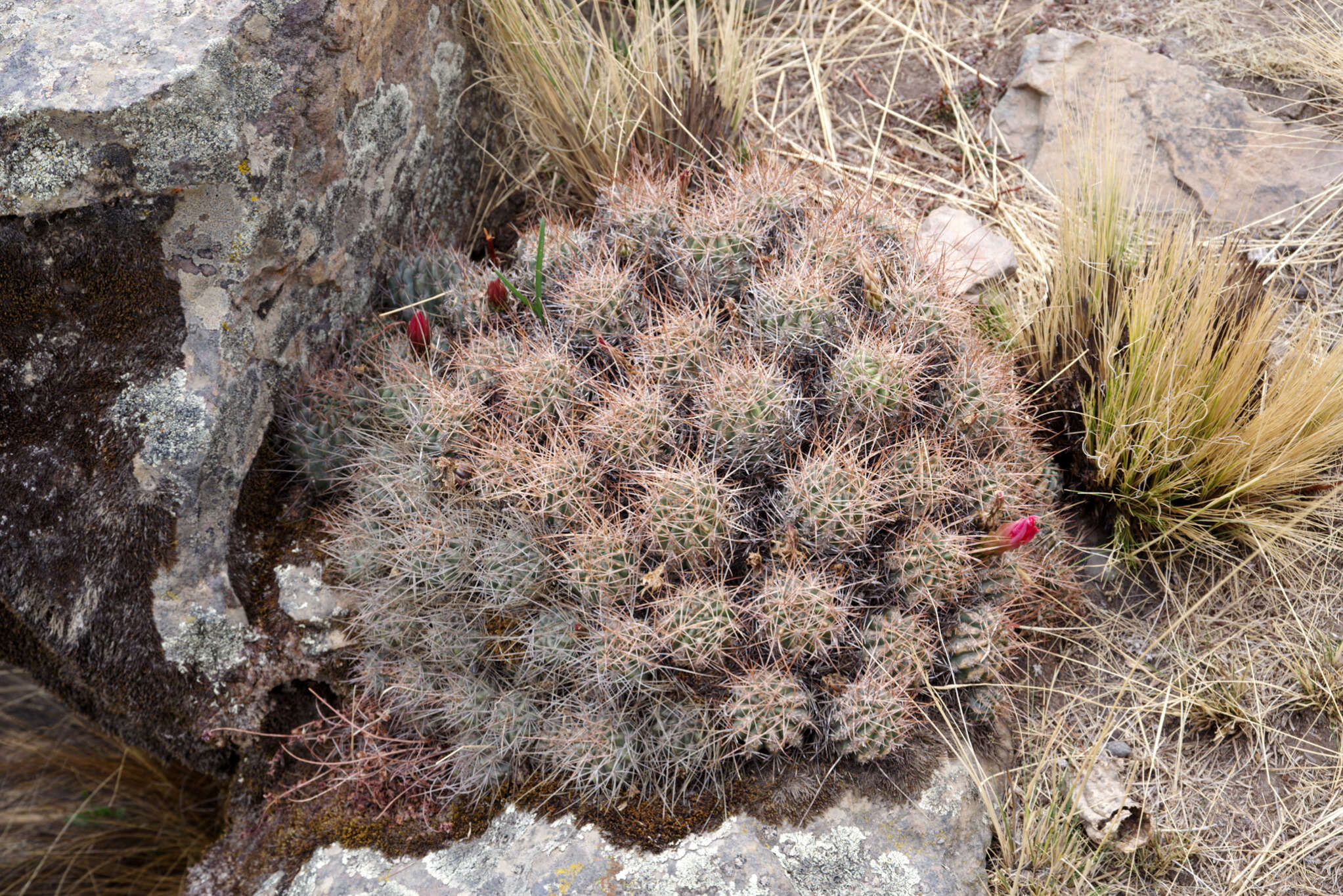 Lobivia maximiliana subsp. caespitosa的圖片