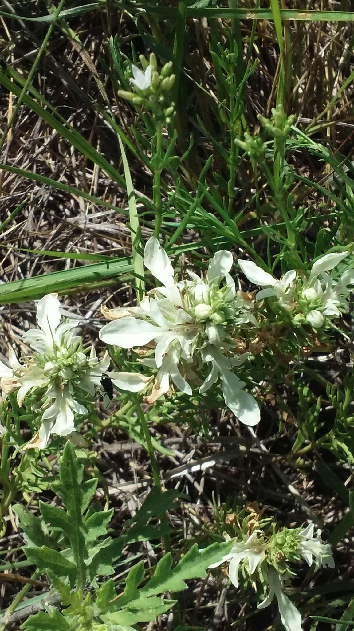 Teucrium laciniatum Torr.的圖片