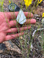 Sisymbrium linifolium (Nutt.) Nutt.的圖片