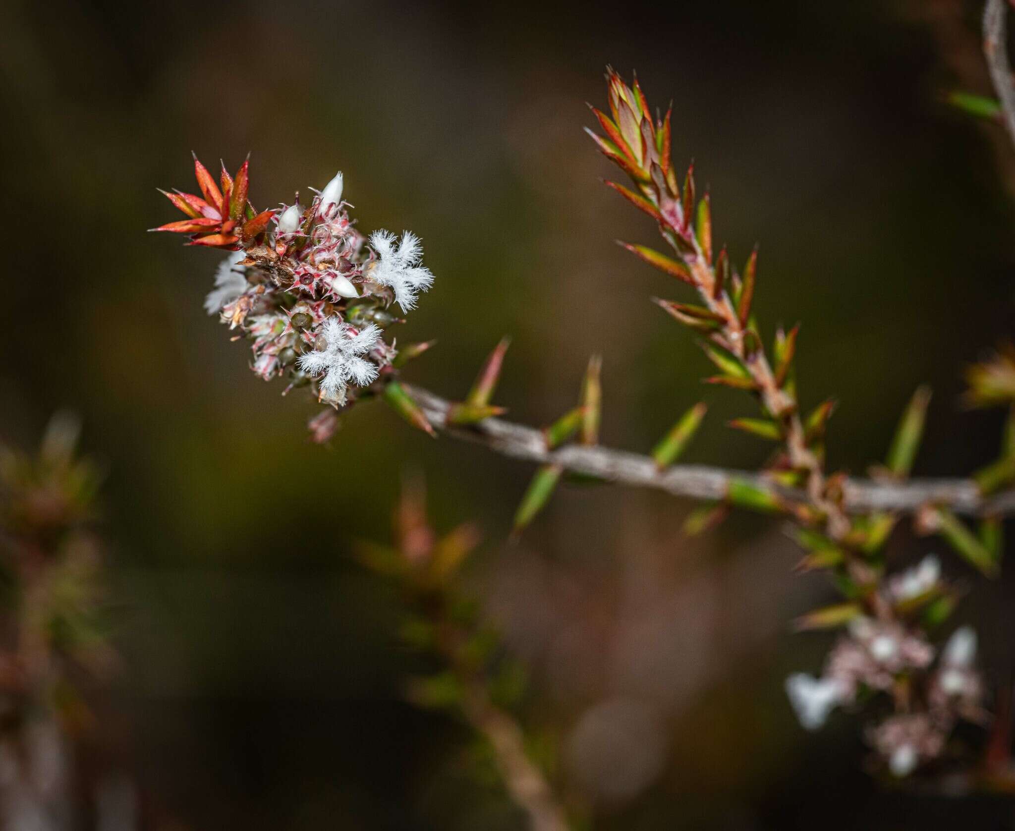 Image of Leucopogon recurvisepalus C. T. White