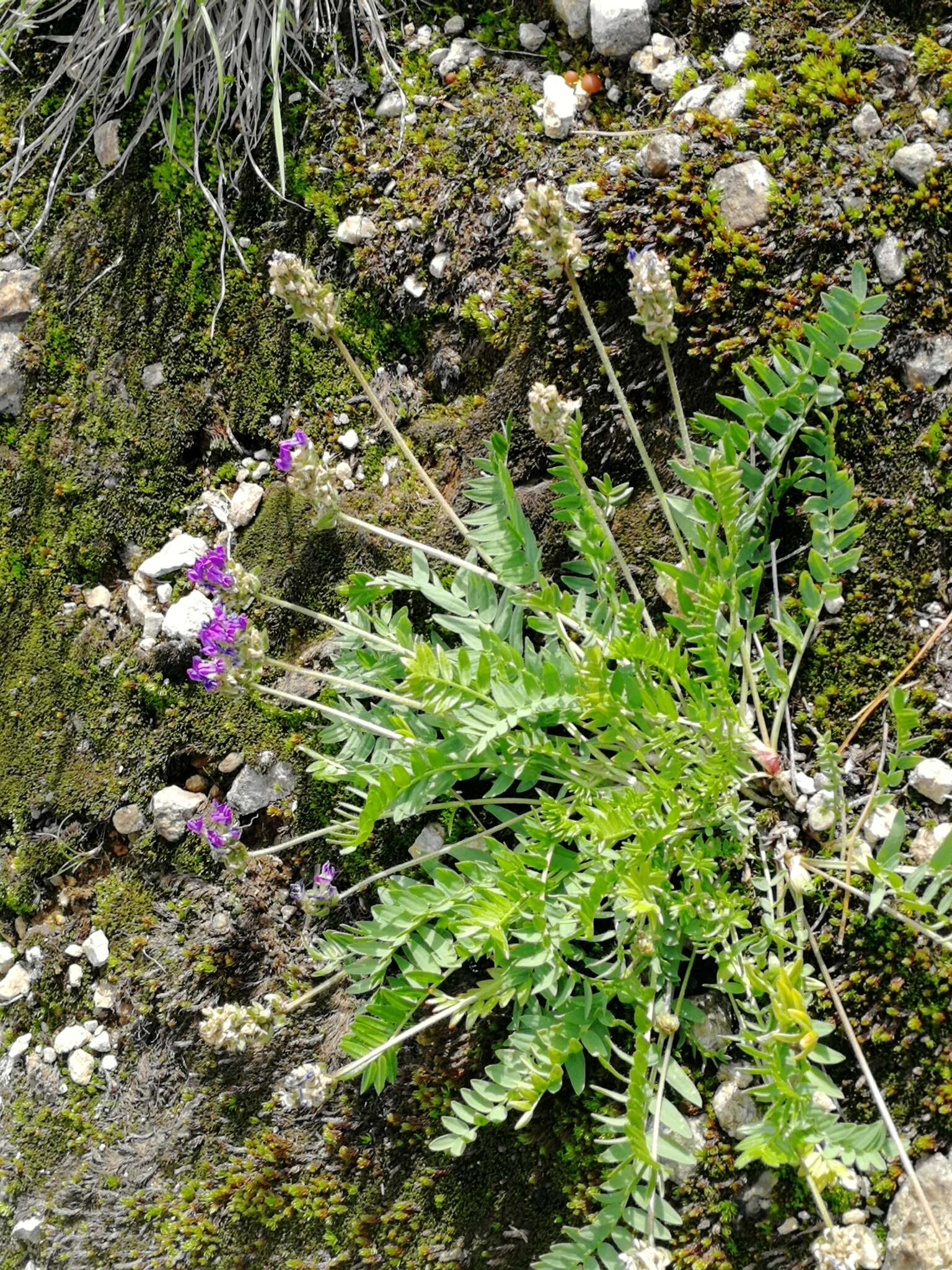 Image de Oxytropis altaica (Pall.) Pers.