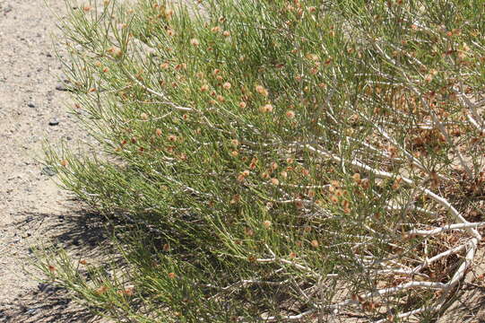 Image of Calligonum mongolicum Turcz.