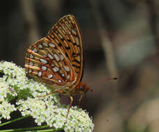 Image de Speyeria hesperis ratonensis Scott 1981