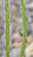 Image of Crucianella latifolia L.