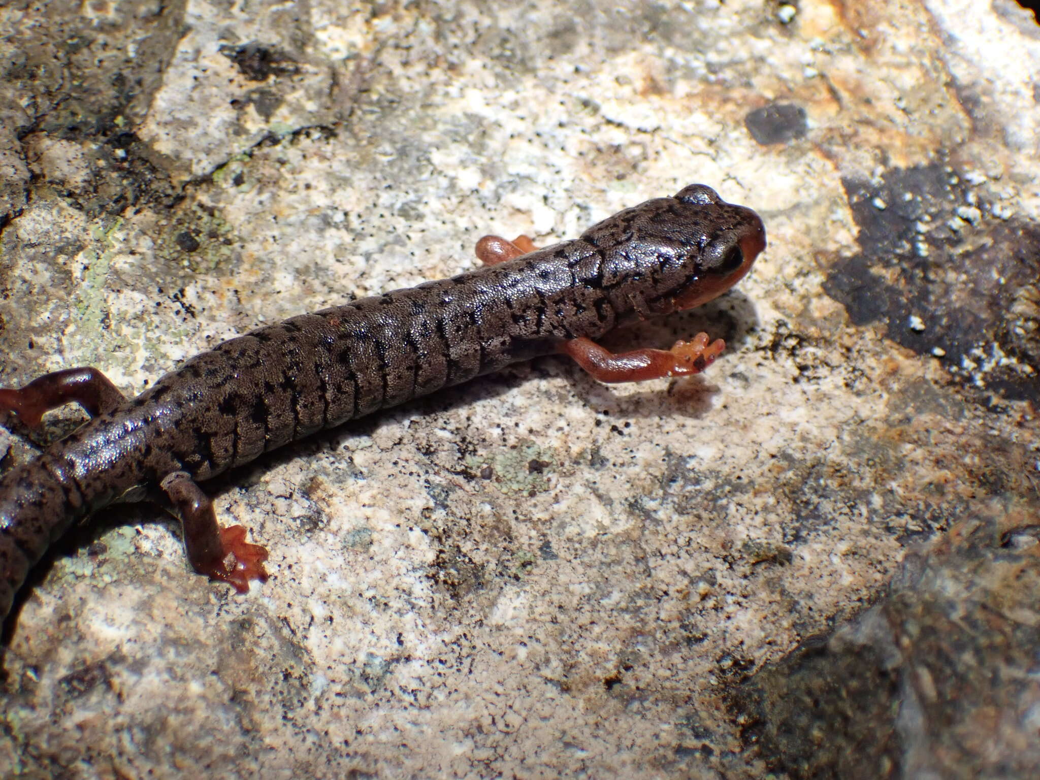 Image of Bolitoglossa pesrubra (Taylor 1952)