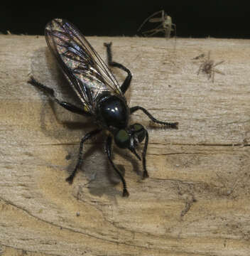 Image of Laphria canis Williston 1883