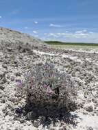 Image of Barr's milkvetch