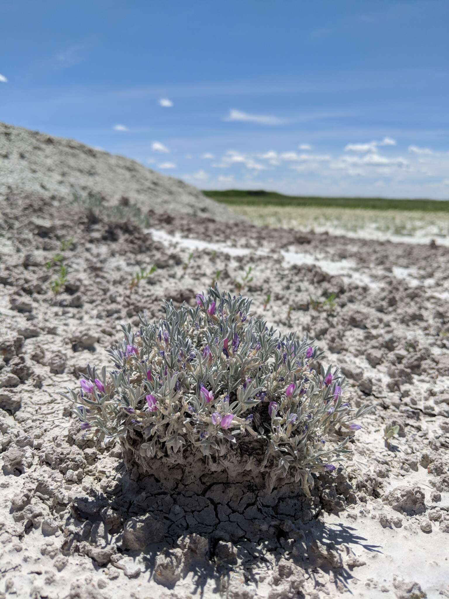 Image of Barr's milkvetch