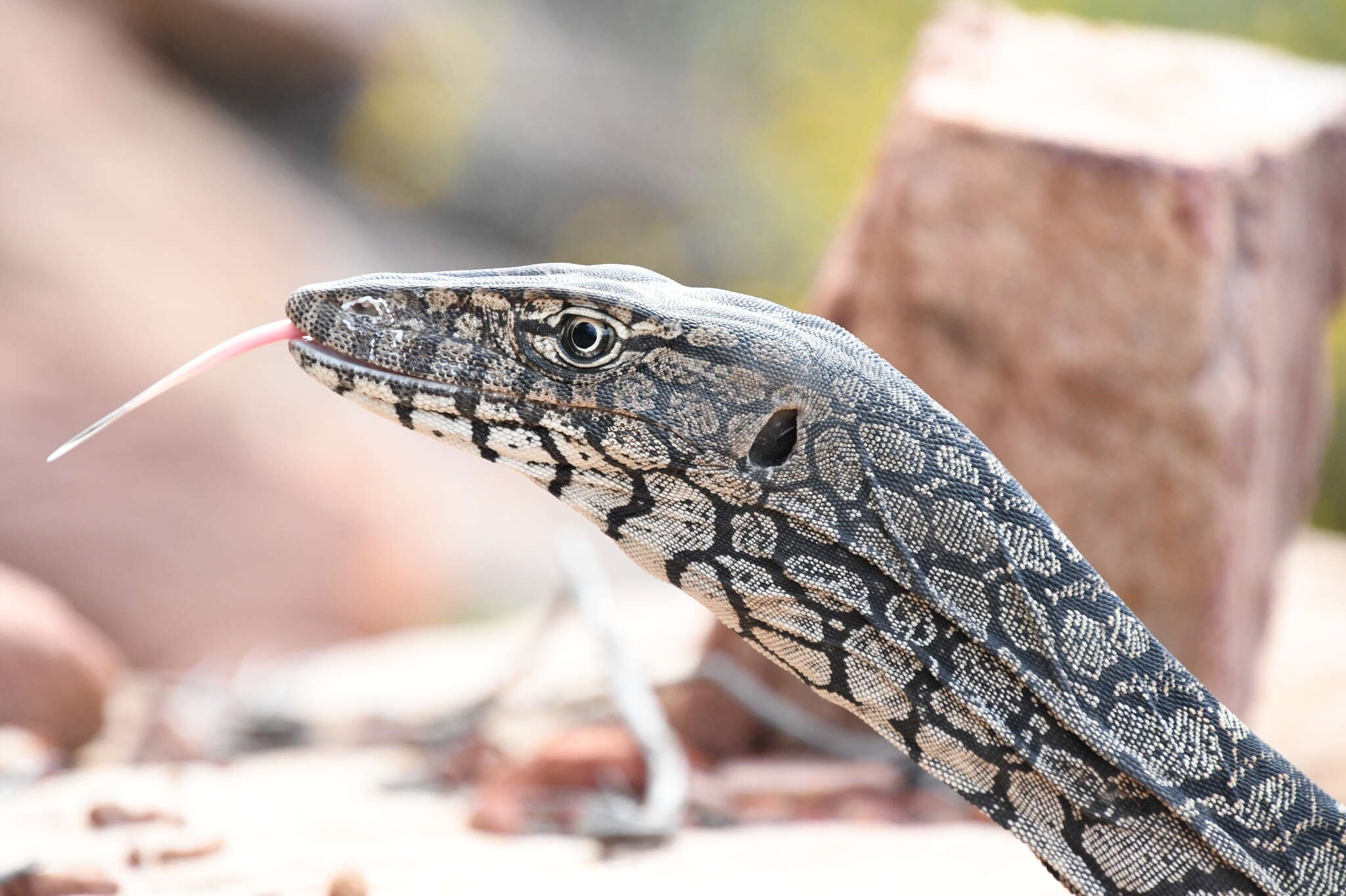 Image of Perentie