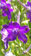 Image of royal larkspur