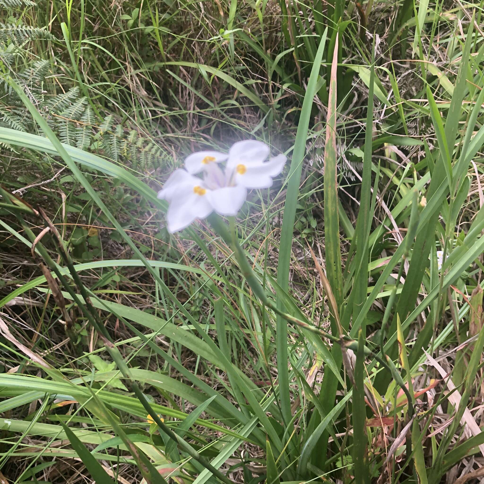 Image of Wild iris