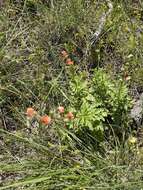 Scrophularia sambucifolia L. resmi