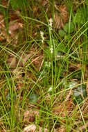 Слика од Carex brizoides L.