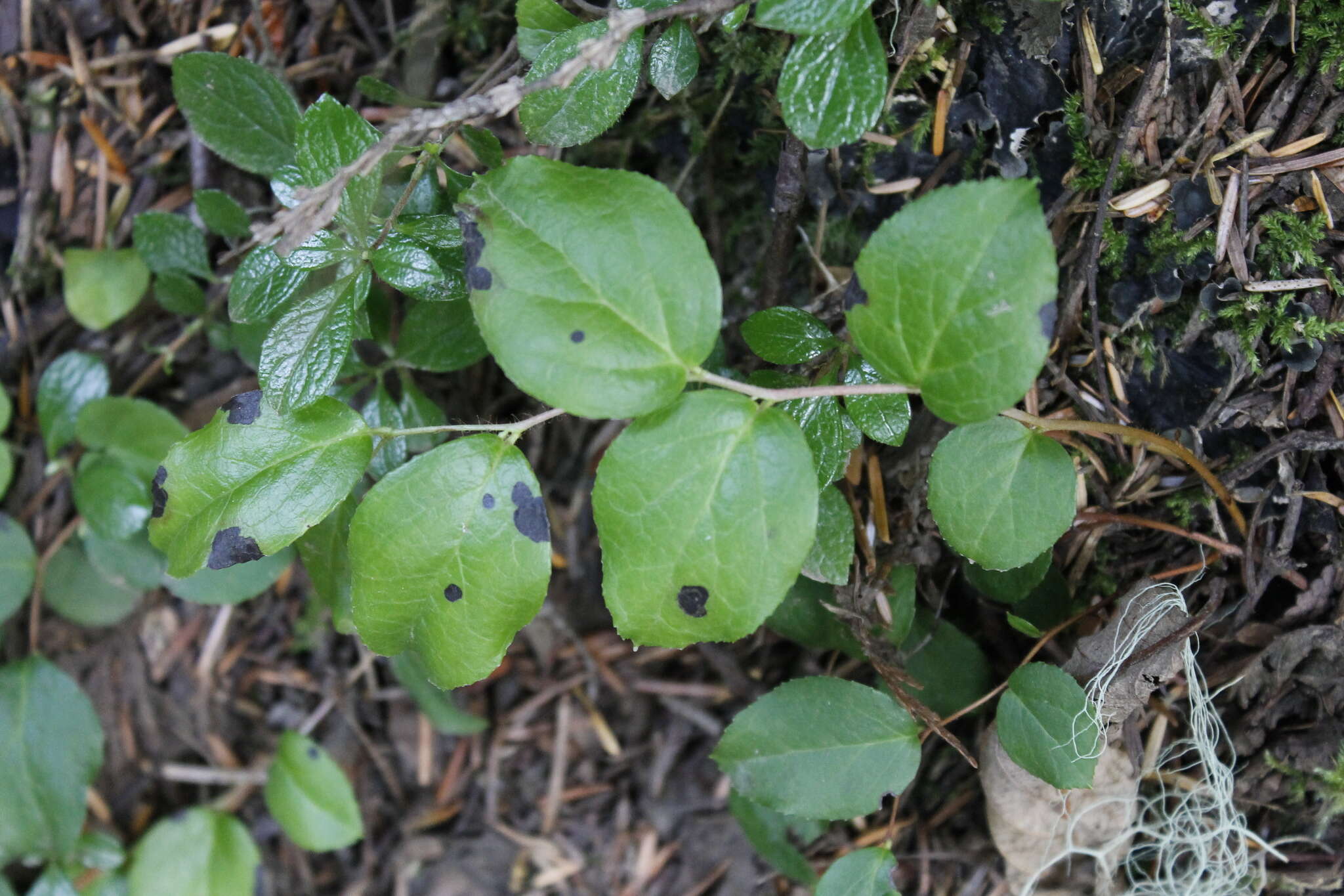 Image of Western Teaberry