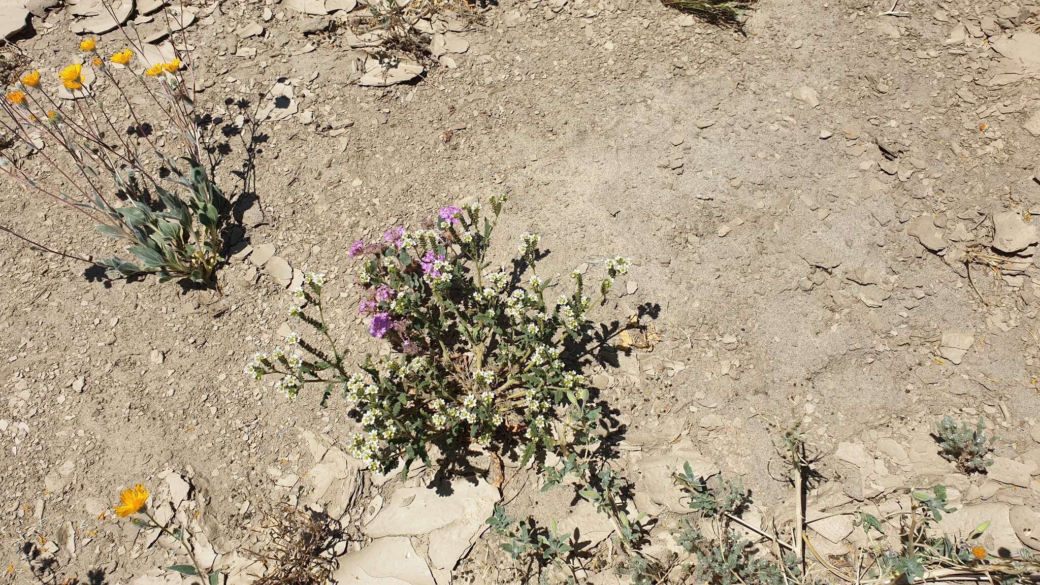 Image of shortlobe phacelia