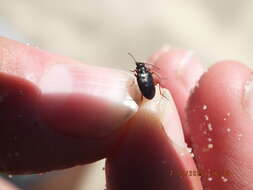 Слика од Bembidion (Bracteon) carinula Chaudoir 1868