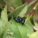 Image of Altica cyanea (Weber 1801)