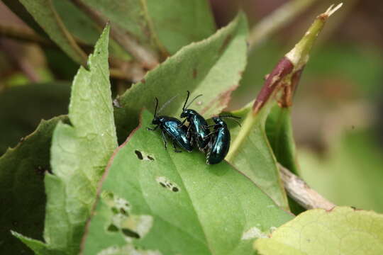 Image of Altica cyanea (Weber 1801)