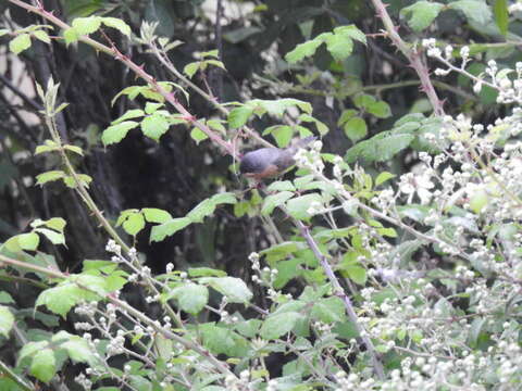 Image of Western Subalpine Warbler