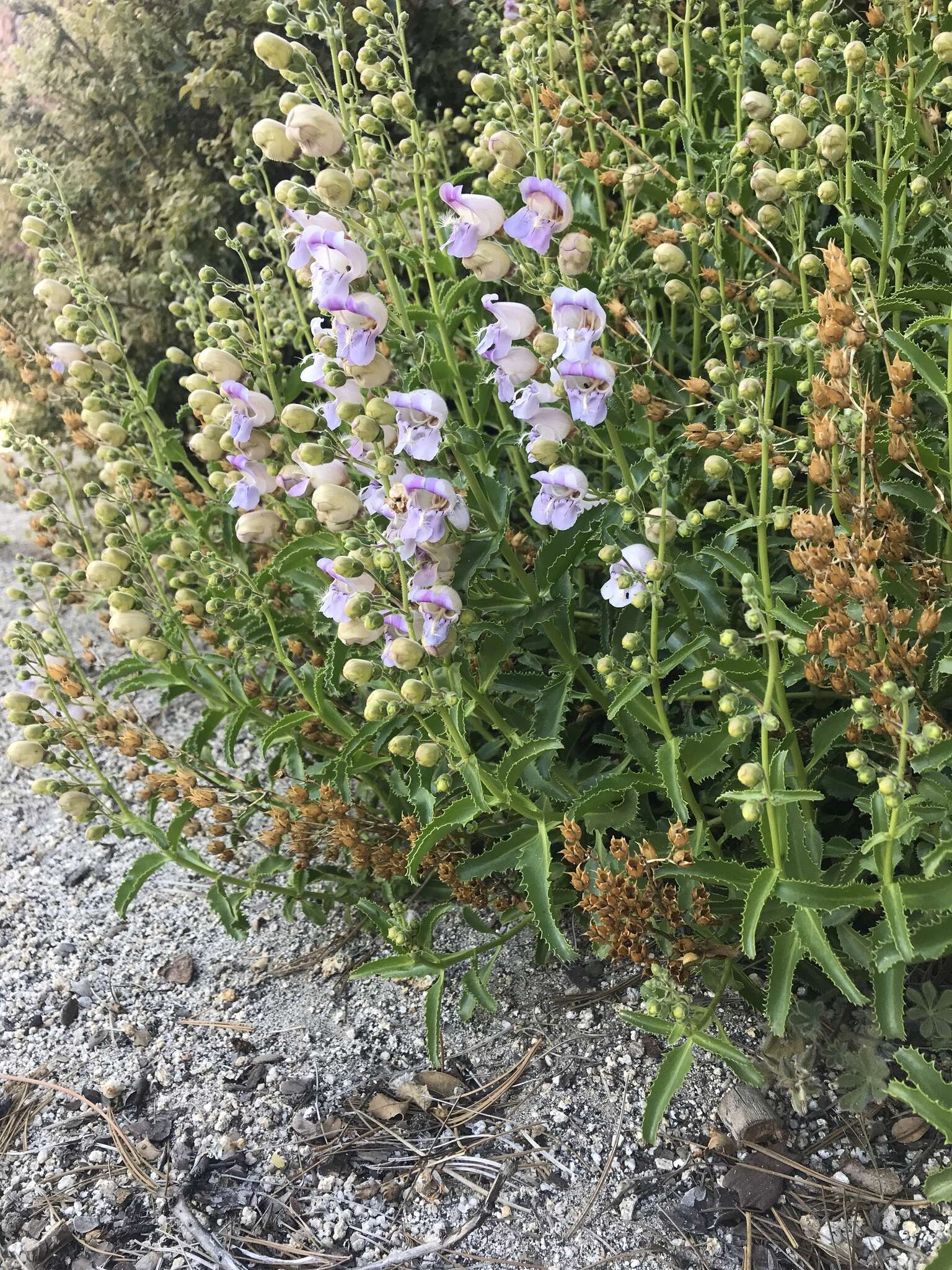 Image of Grinnell's beardtongue