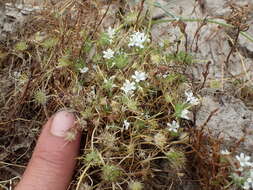 Image of Myers' pincushionplant