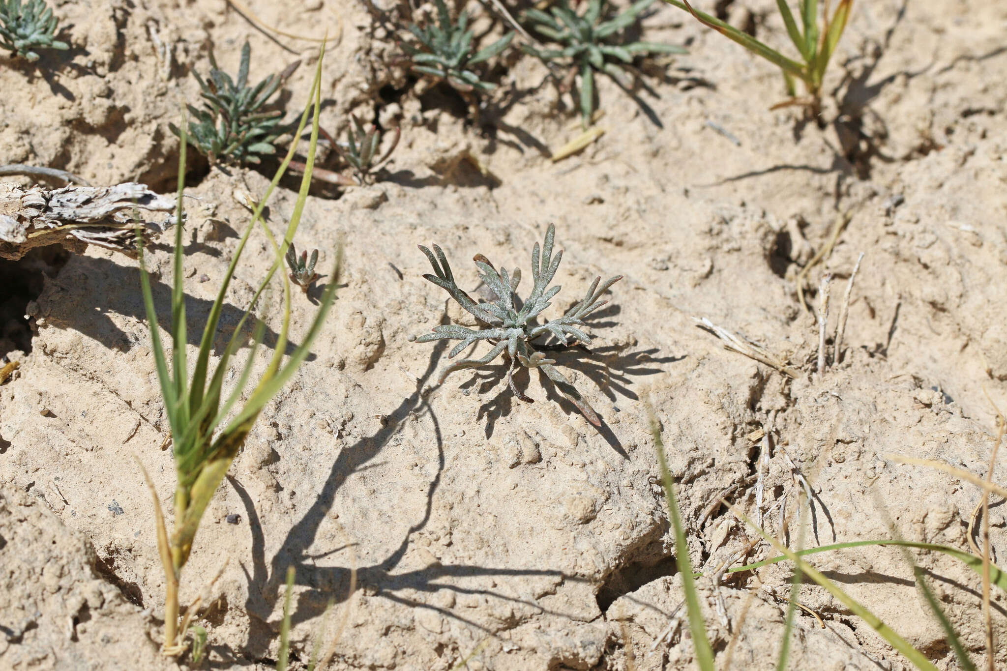 Image of ballhead ipomopsis