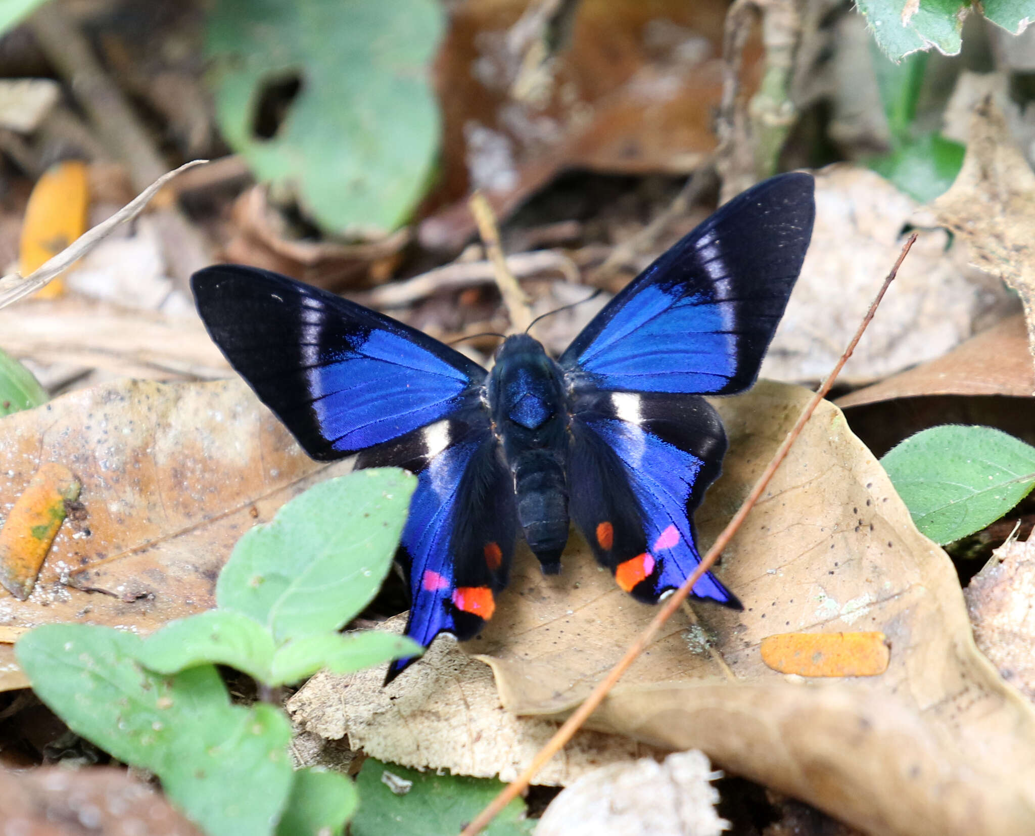 Rhetus periander naevianus Stichel 1910 resmi