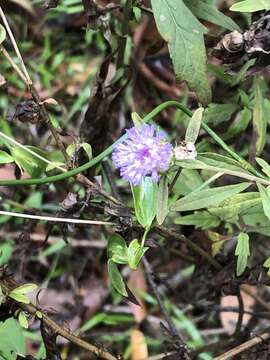 Image de Centratherum riparium (A. Cunn. ex DC.) A. R. Bean