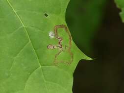 Image of Stigmella aceris (Frey 1857) Gerasimov 1952