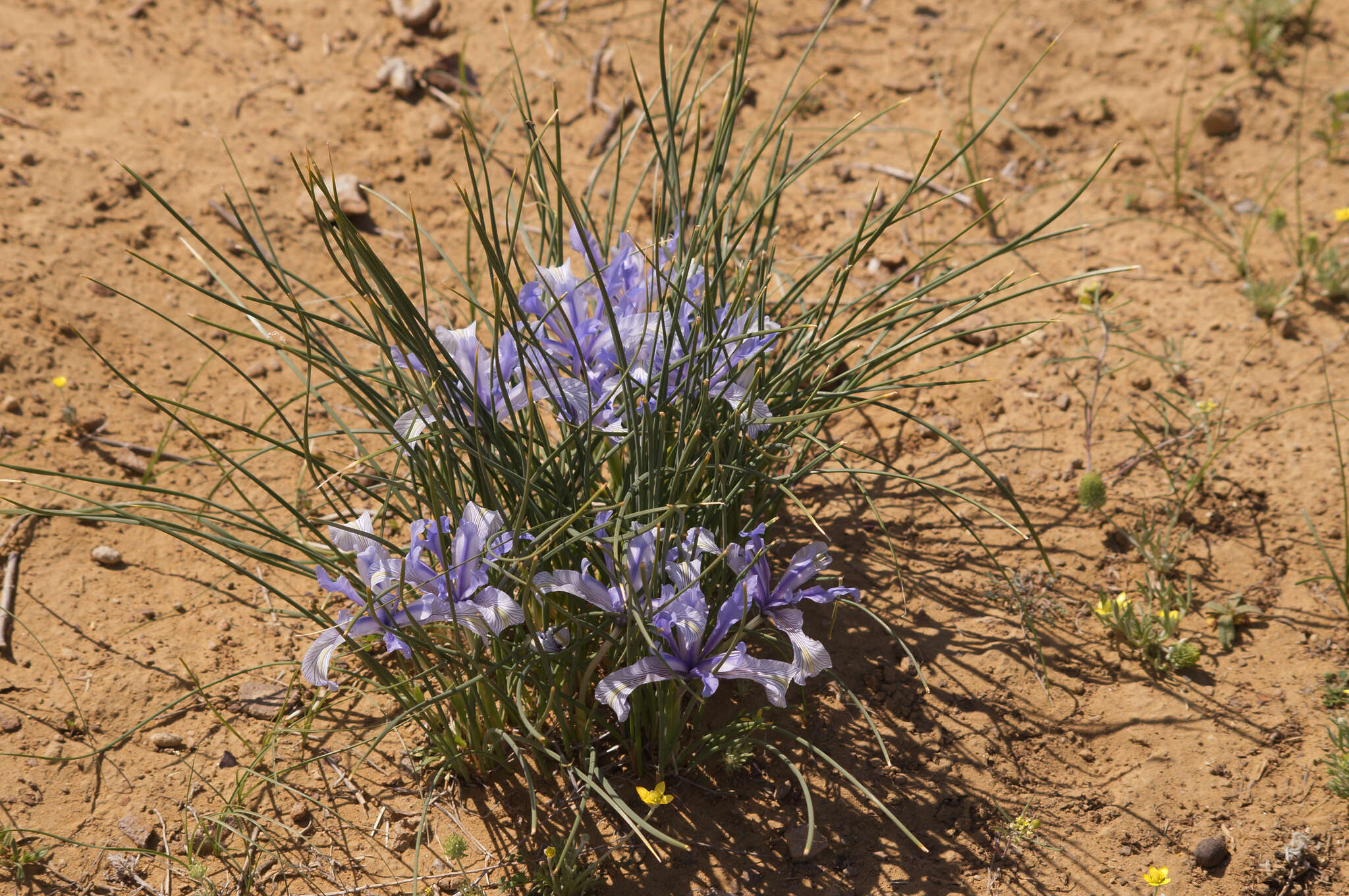 Image of Iris tenuifolia Pall.