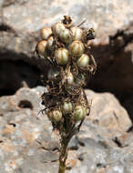 Image of Asphodeline brevicaulis (Bertol.) J. Gay ex Baker