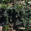 Image of Verbascum tiberiadis Boiss.