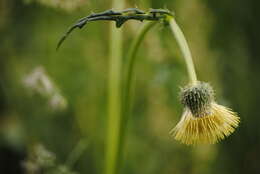 Image of Cirsium erisithales (Jacq.) Scop.