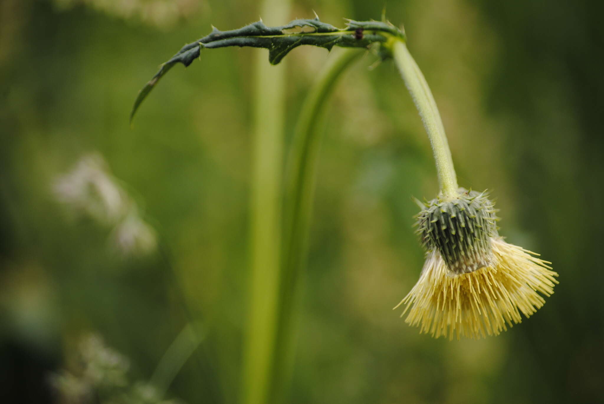 Image de Cirsium erisithales (Jacq.) Scop.