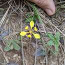 Image of Trimezia lutea (Klatt) R. C. Foster