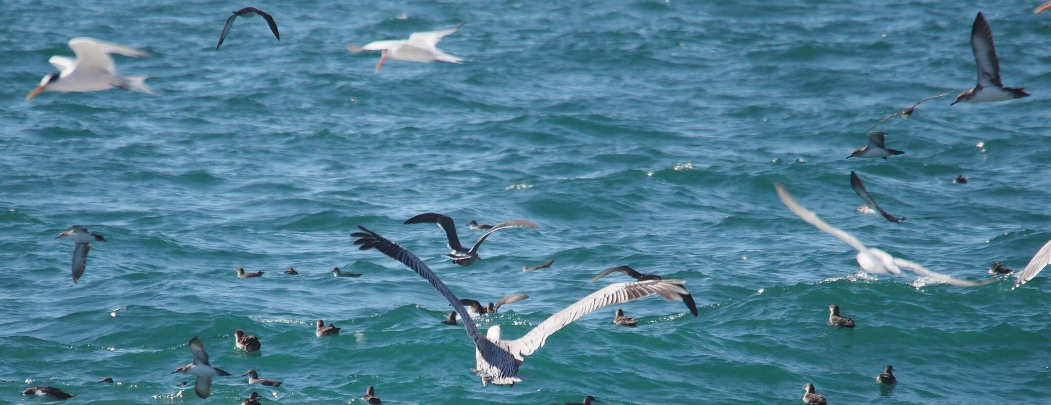 Image of Black-vented Shearwater