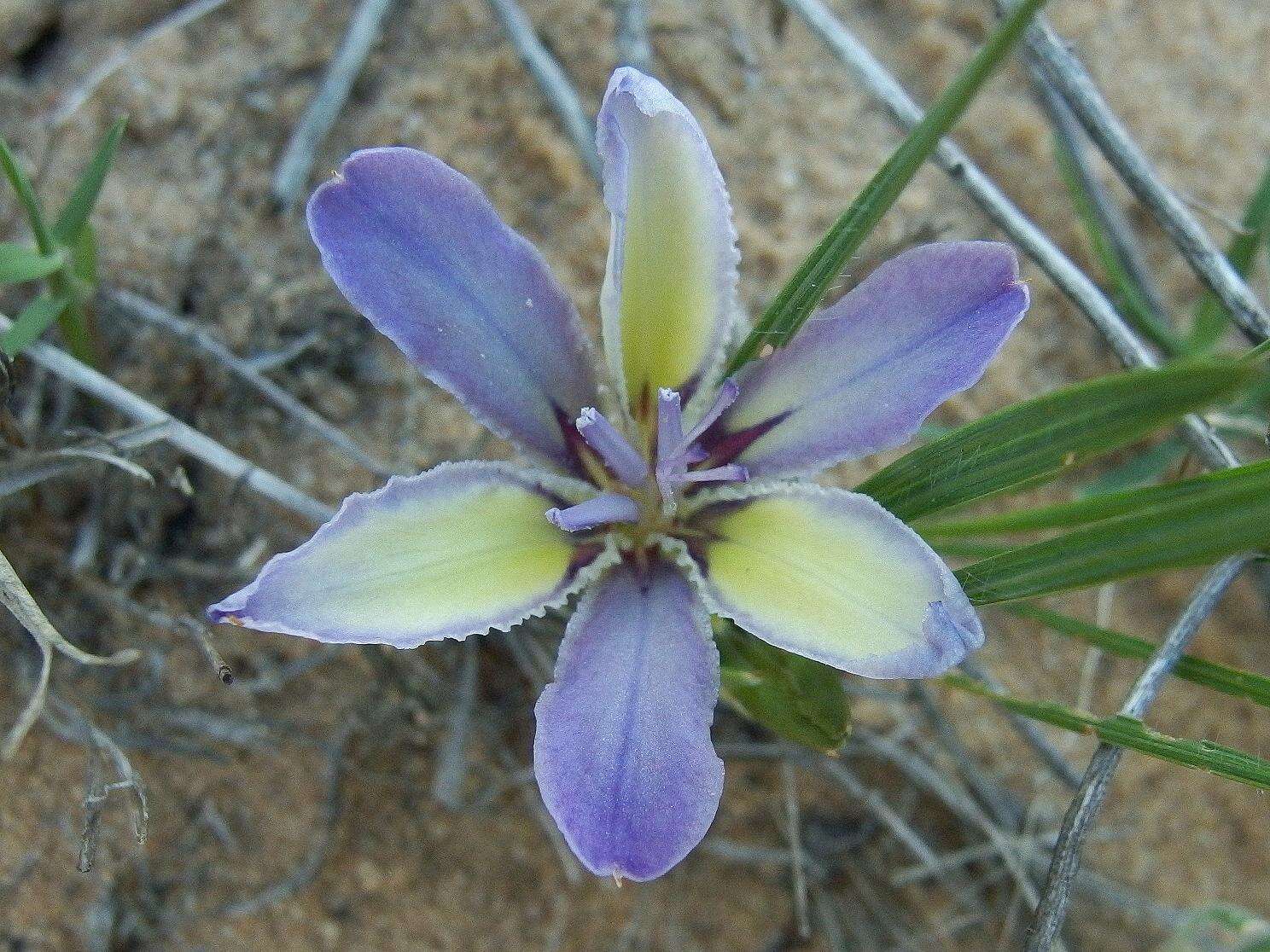 Image of Babiana nana subsp. maculata (Klatt) Goldblatt & J. C. Manning